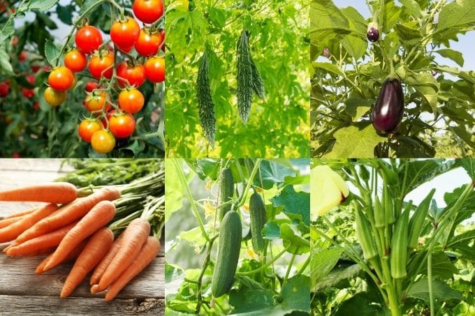 बरसात के मौसम में लगाई जाने वाली सब्जियां – Rainy Season Growing Vegetables In Hindi